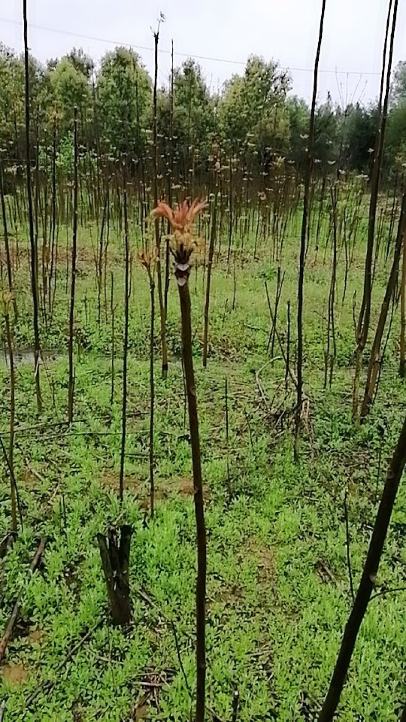 香椿树苗