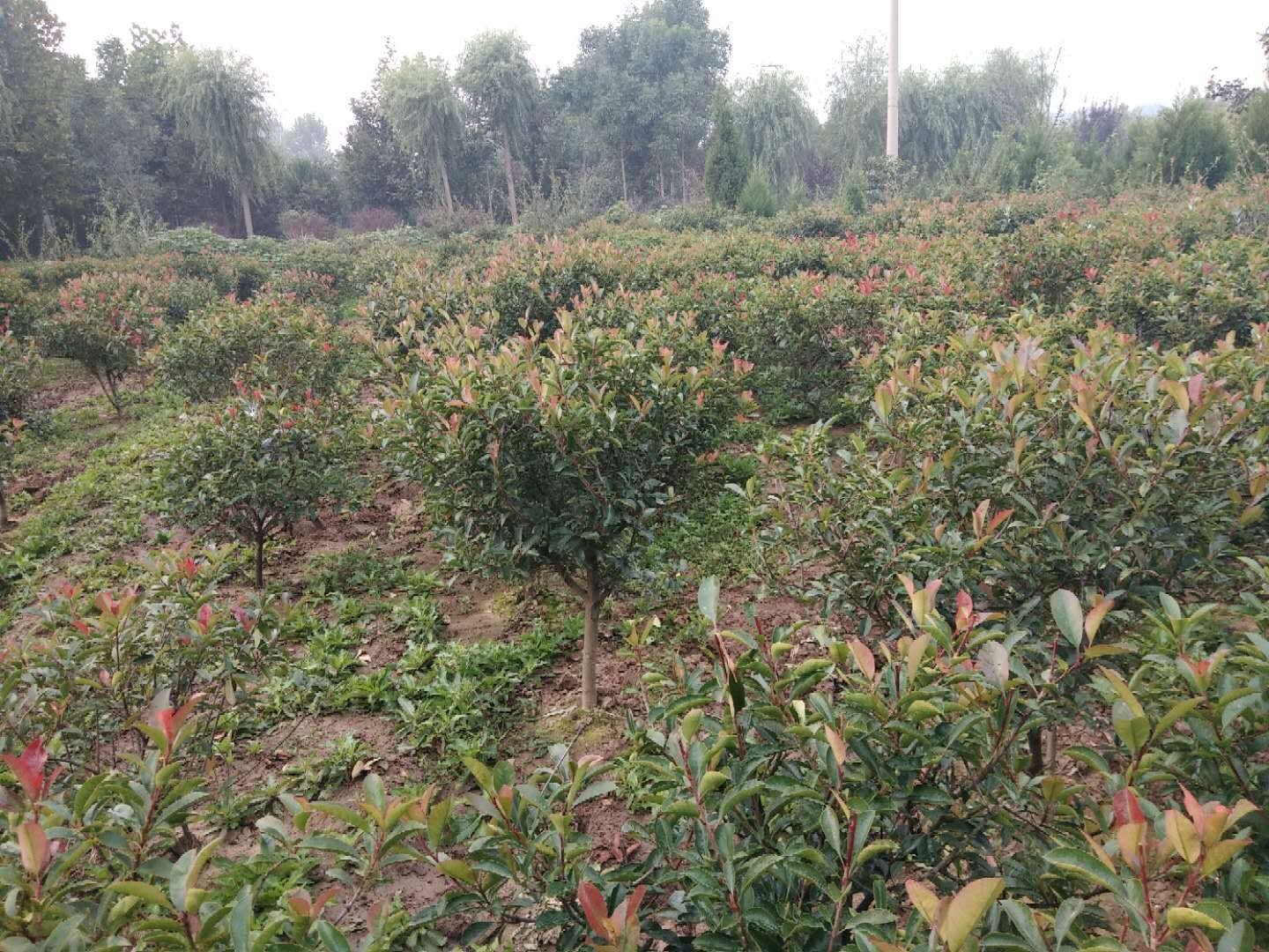 红叶石楠不同种植密度对比图