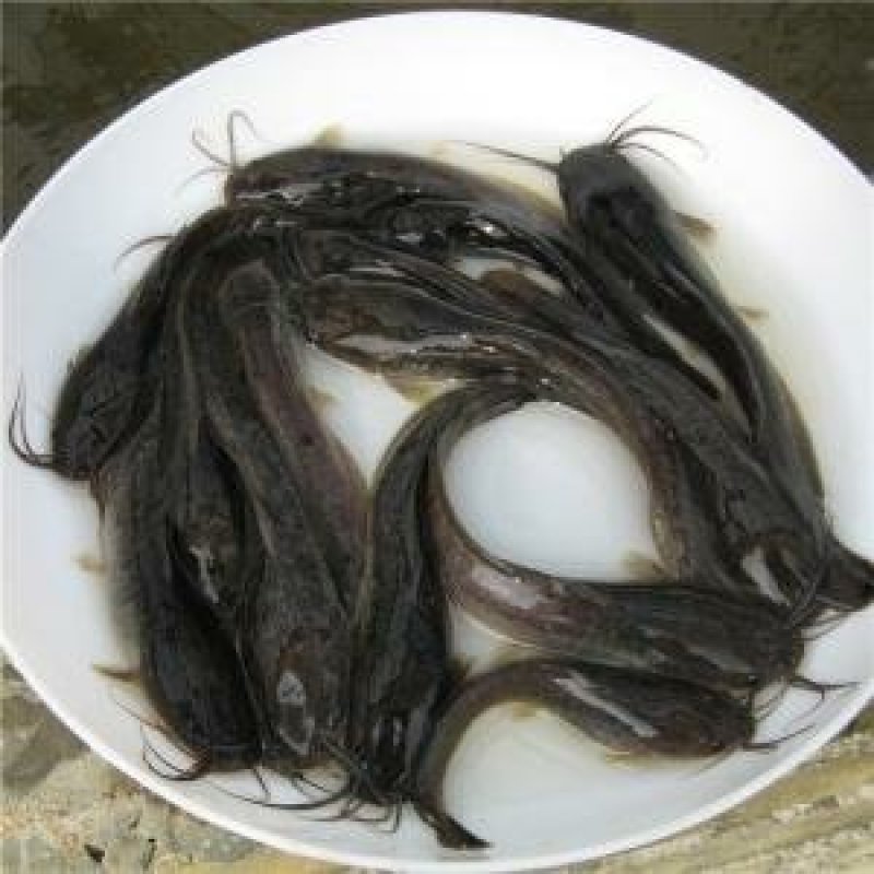塘鲺埃及。5公分左右