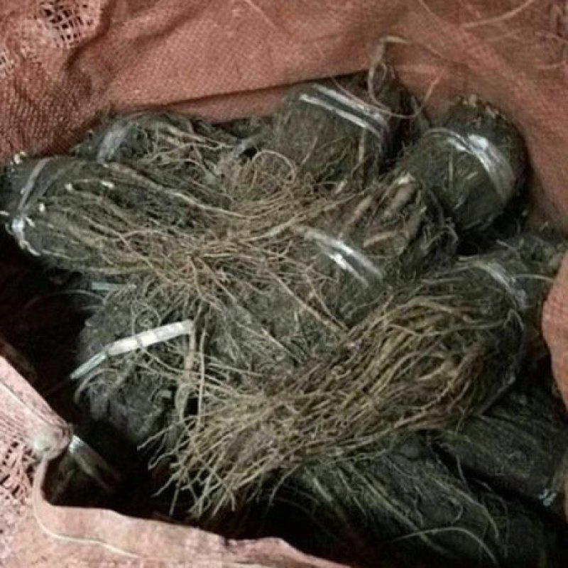 当归苗当归（出苔率低）产地一手货源