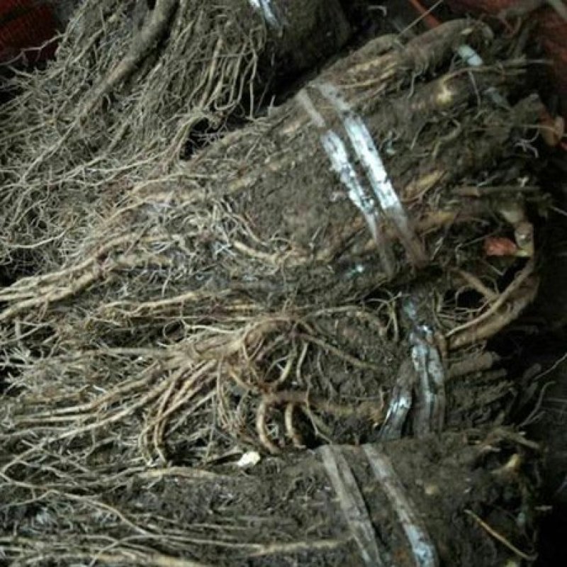当归苗当归（出苔率低）产地一手货源