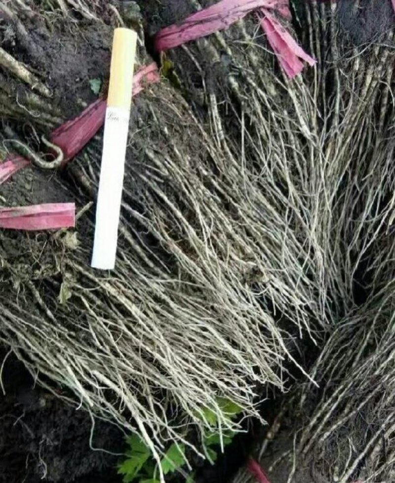 当归苗当归（出苔率低）产地一手货源