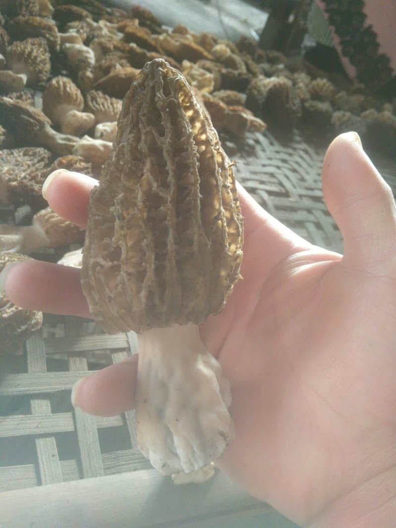 羊肚菌A级货肉厚