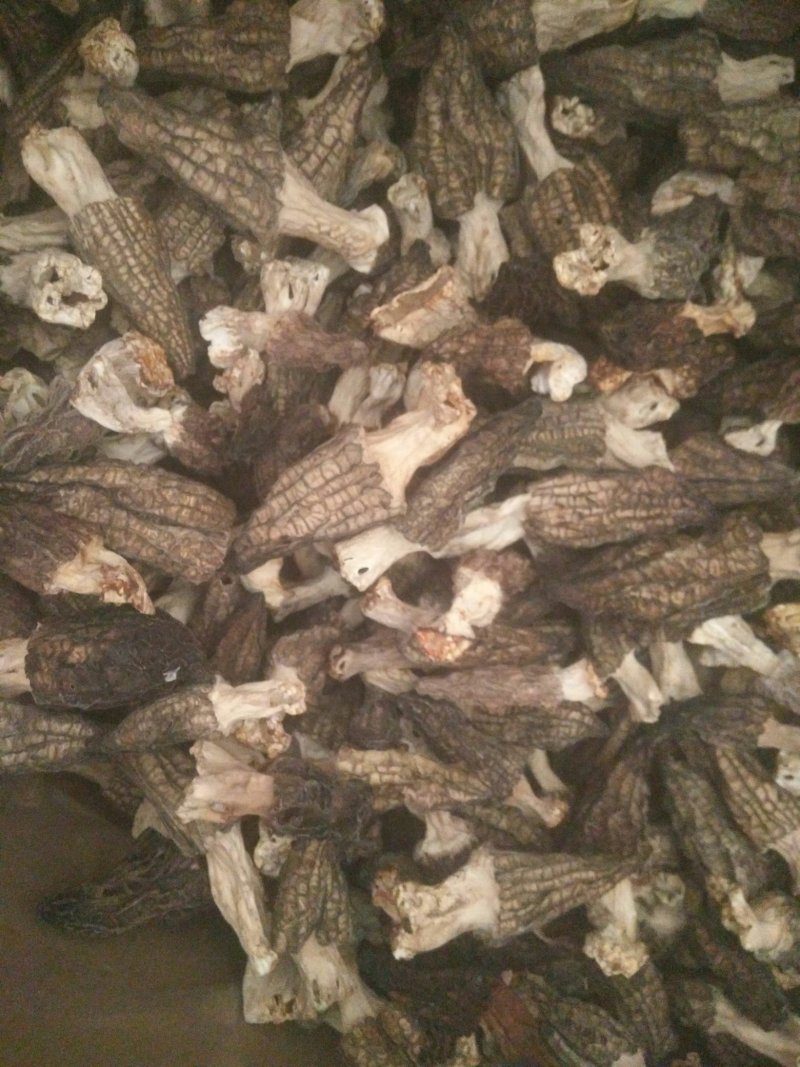羊肚菌A级货肉厚