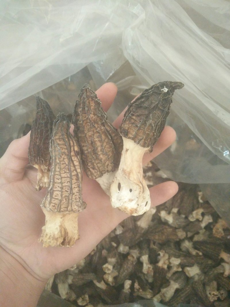 羊肚菌A级货肉厚