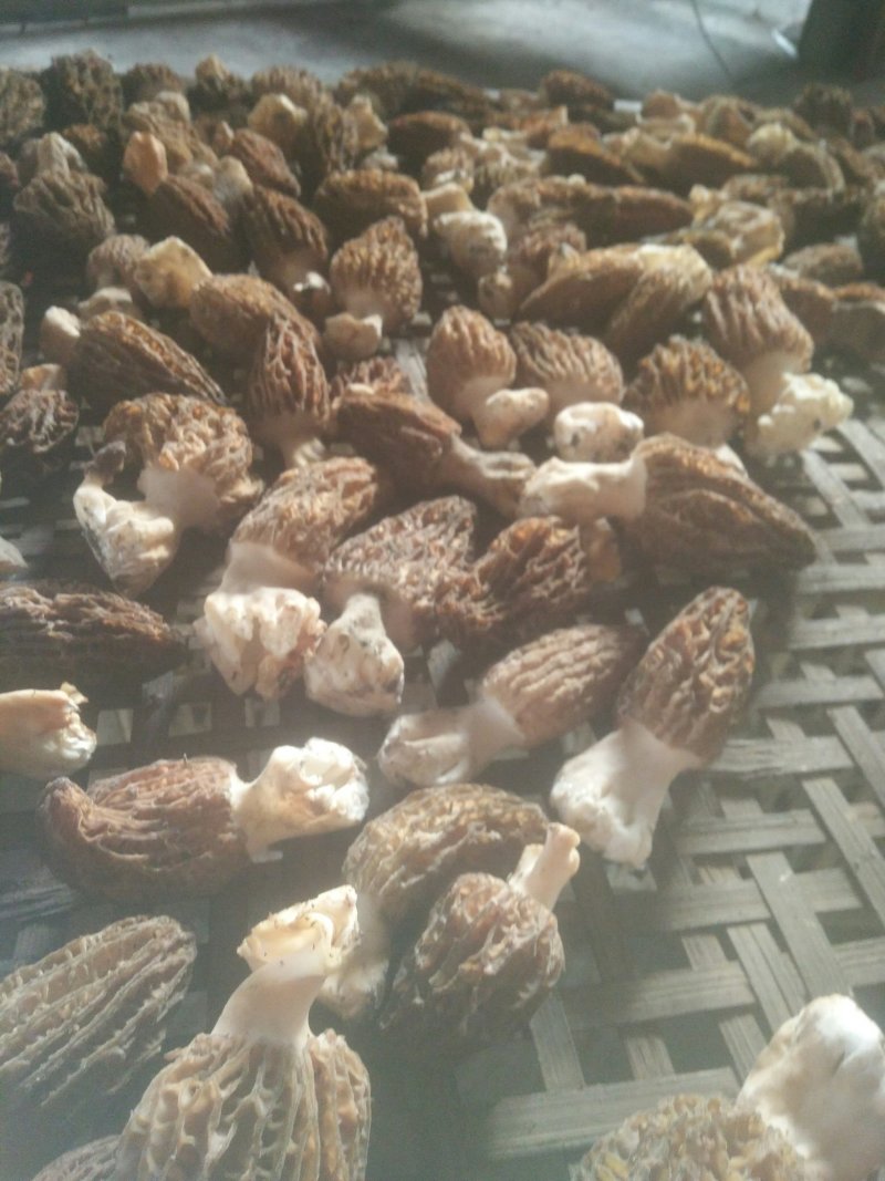 羊肚菌A级货肉厚