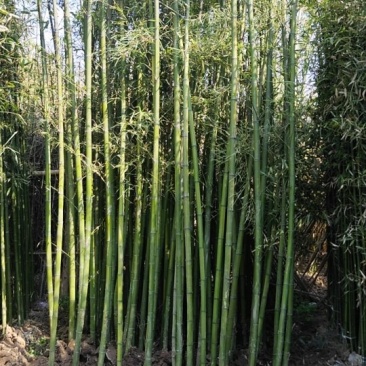 竹子