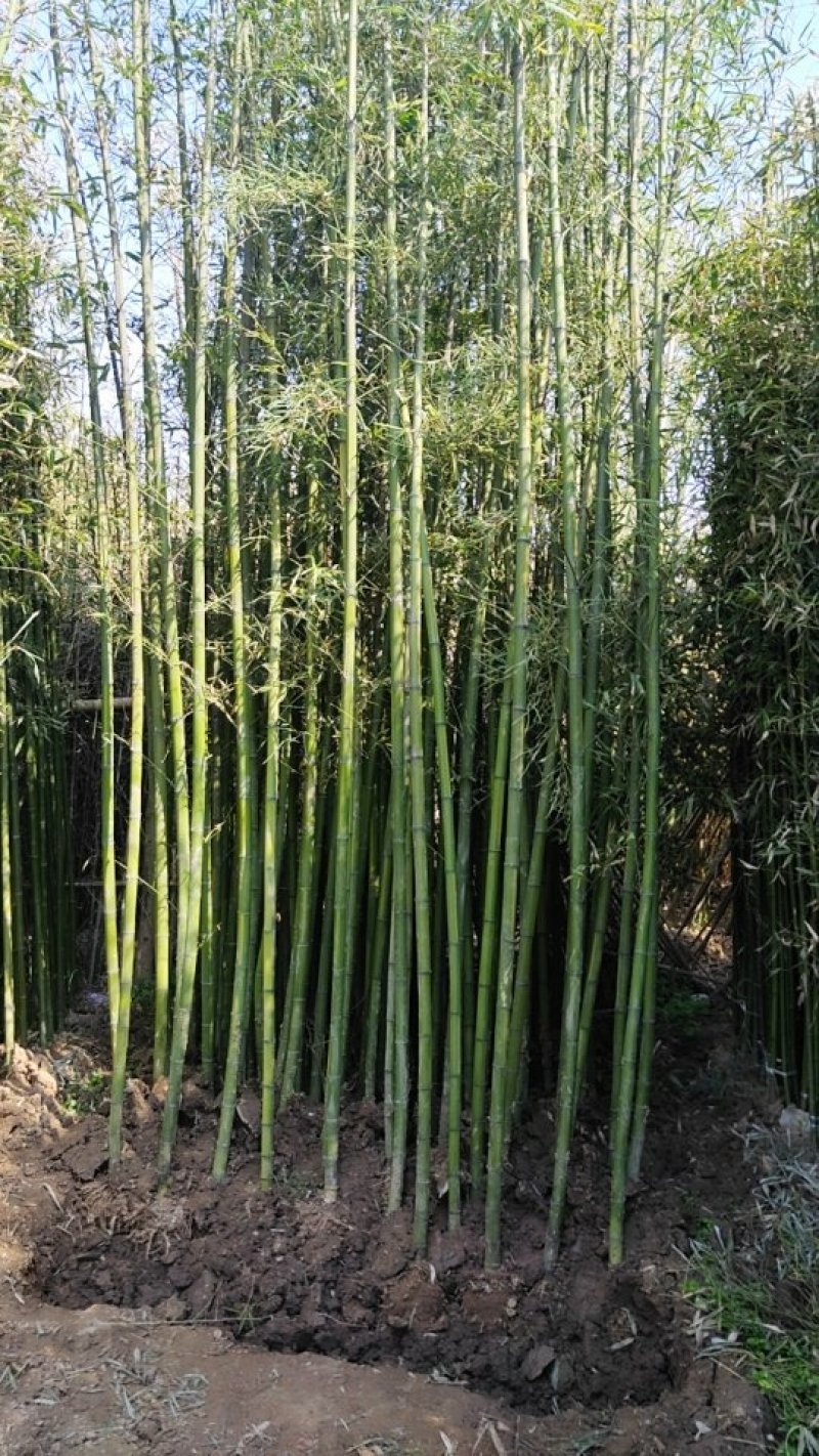 竹子