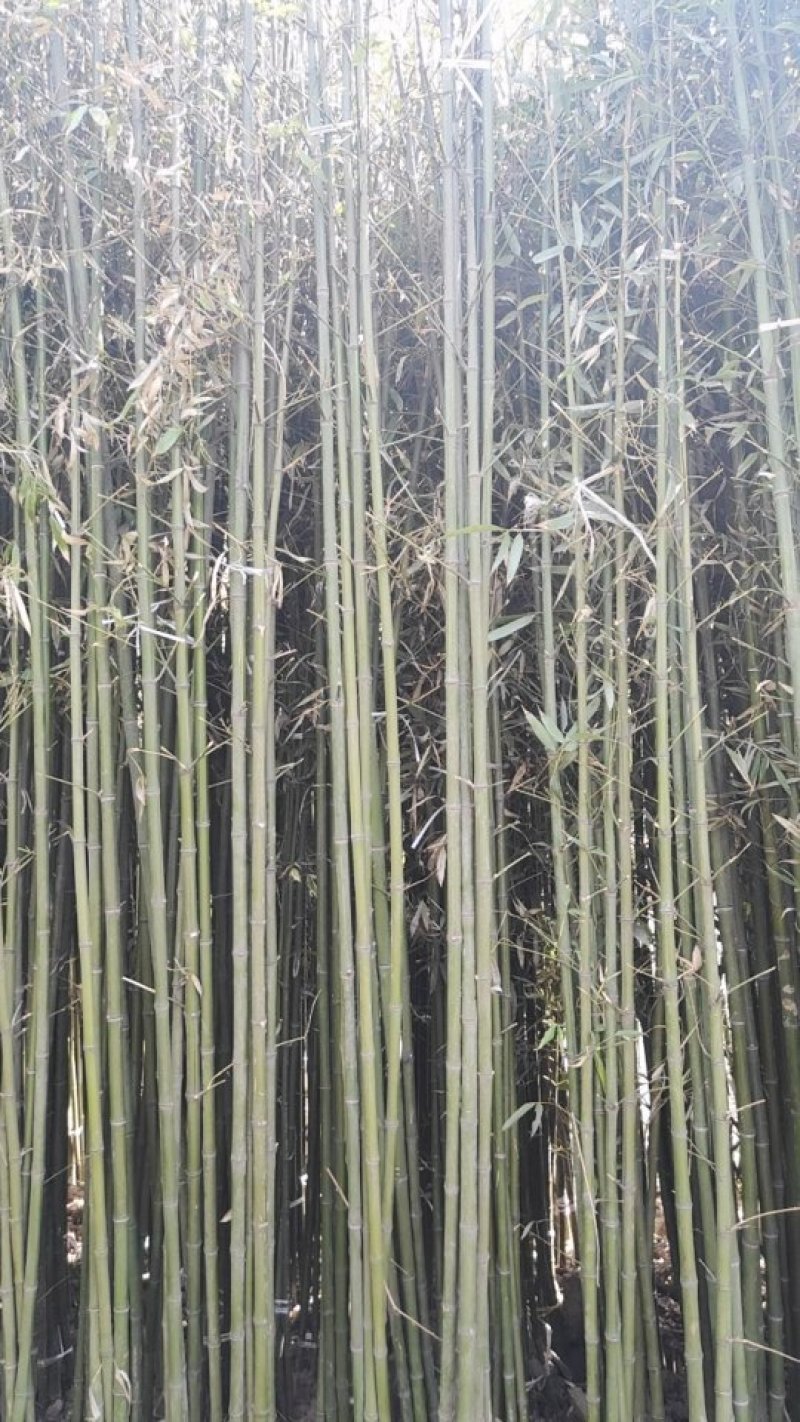 竹子