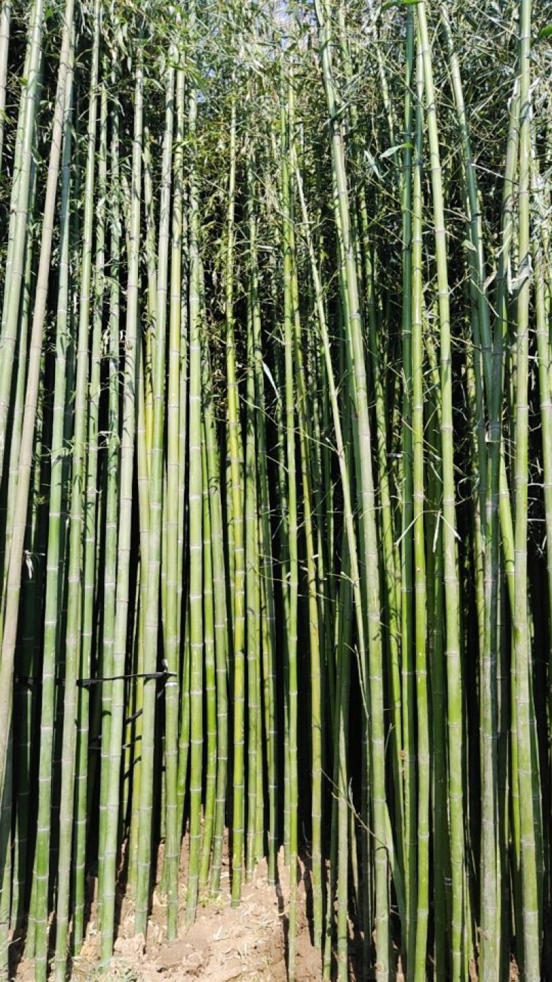 竹子