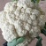 青梗散花菜花优质精品菜花，冷库大量出