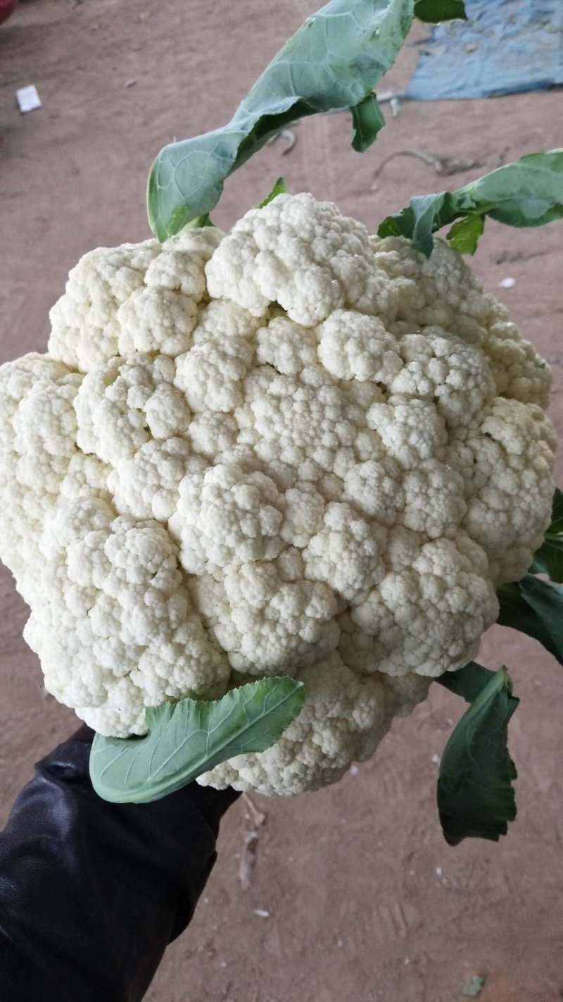 青梗散花菜花优质精品菜花，冷库大量出