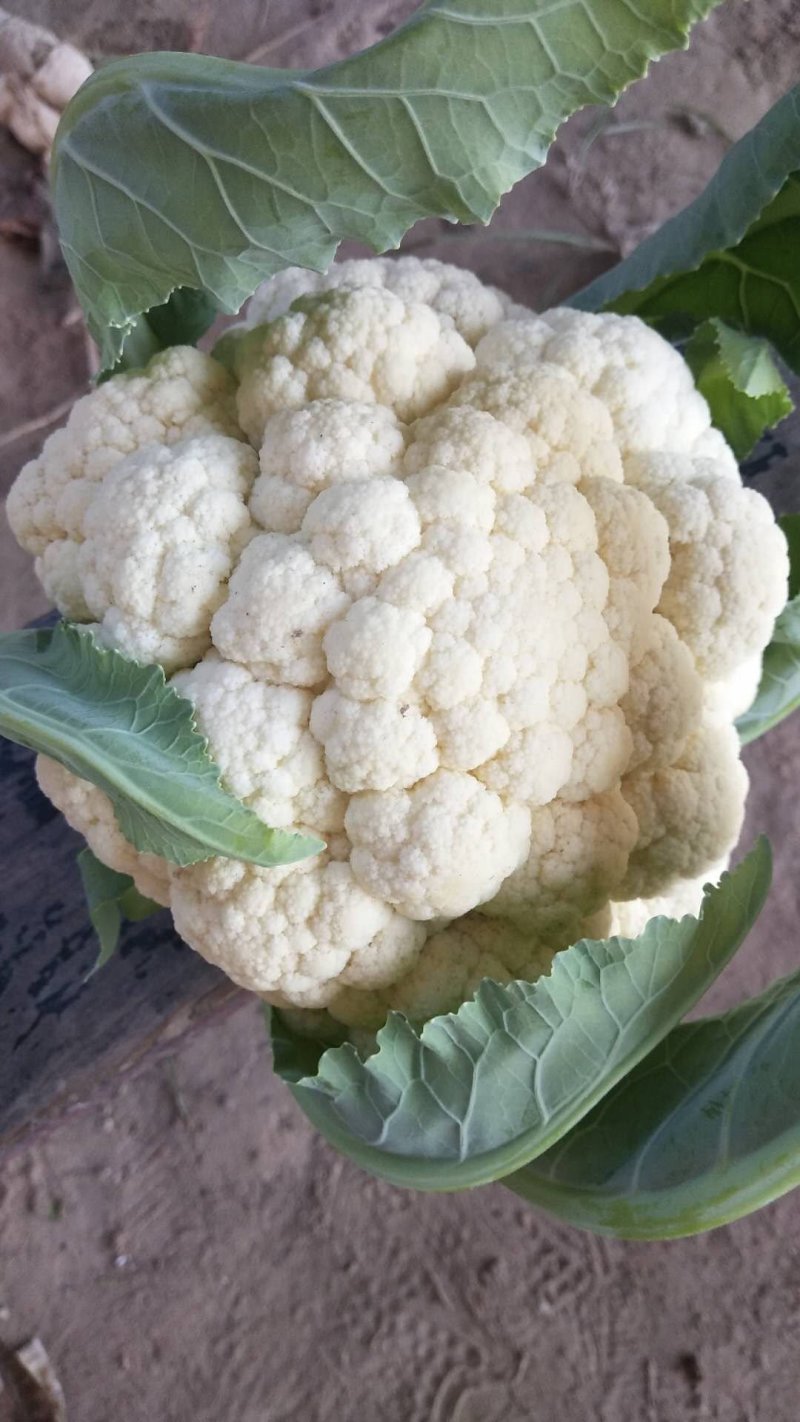 青梗散花菜花优质精品菜花，冷库大量出