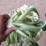 青梗散花菜花优质精品菜花，冷库大量出