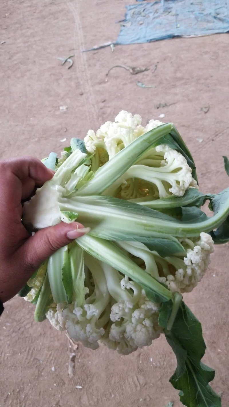 青梗散花菜花优质精品菜花，冷库大量出