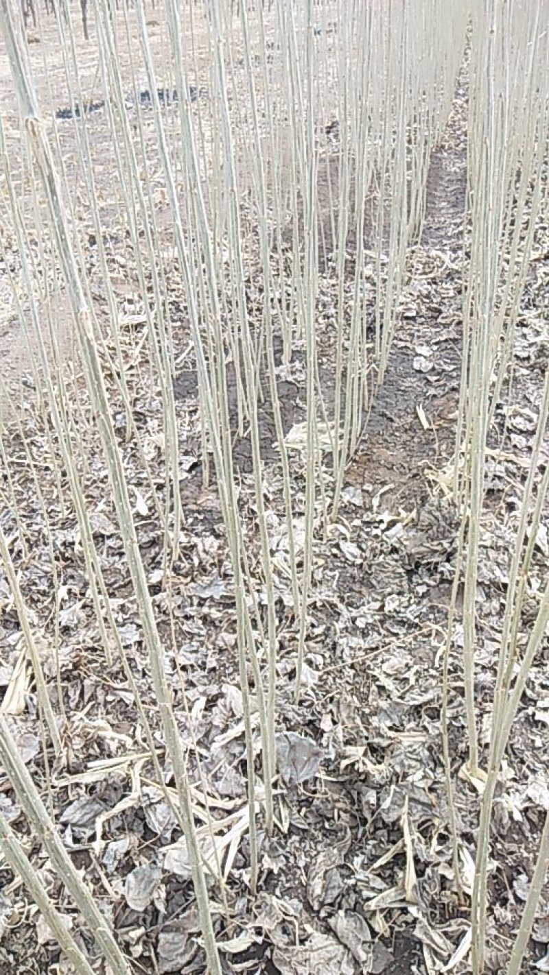 一年生杨树苗