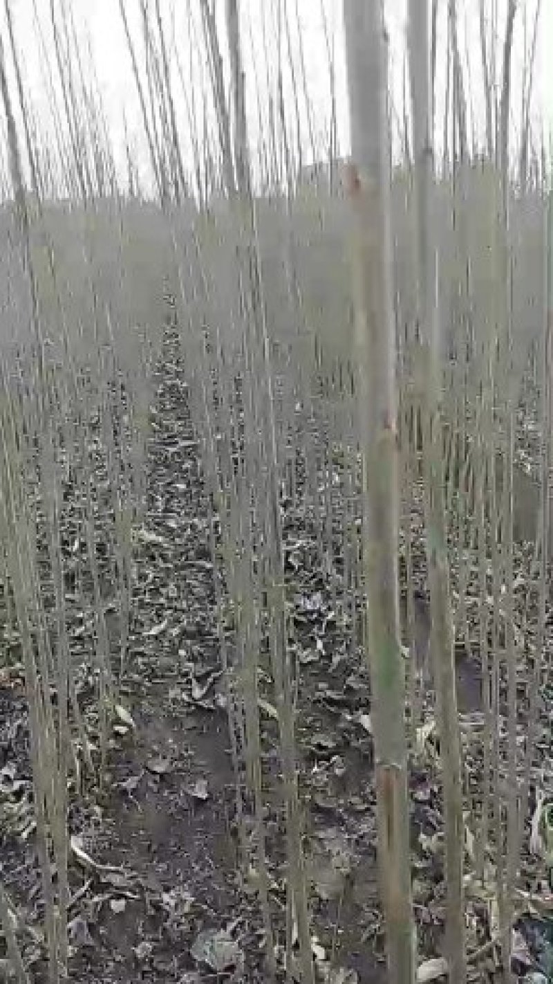 一年生杨树苗