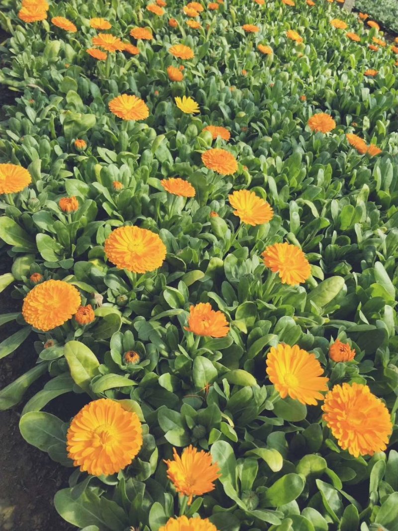 金盏菊