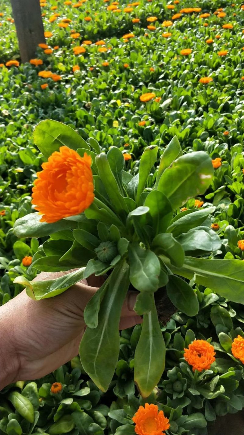 金盏菊