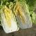 春季黄心白菜净菜4~6斤，质量好无烧边烧心，货源充足，