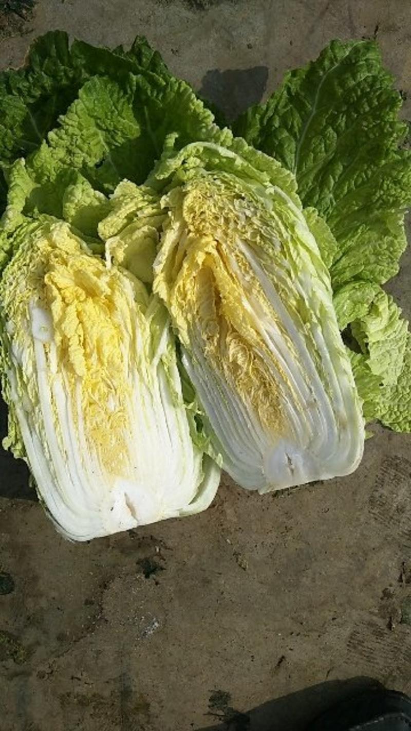 春季黄心白菜净菜4~6斤，质量好无烧边烧心，货源充足，