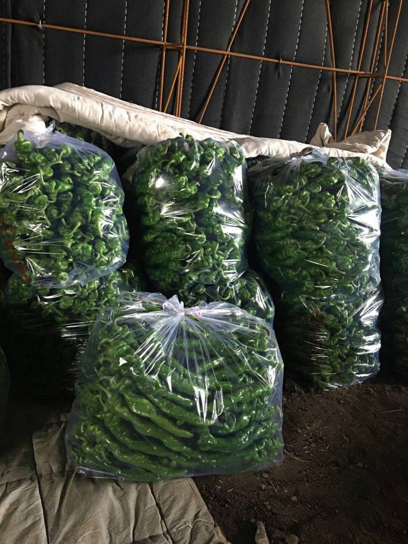 【有好货】螺丝椒，产地螺丝椒上市了，新椒质量好