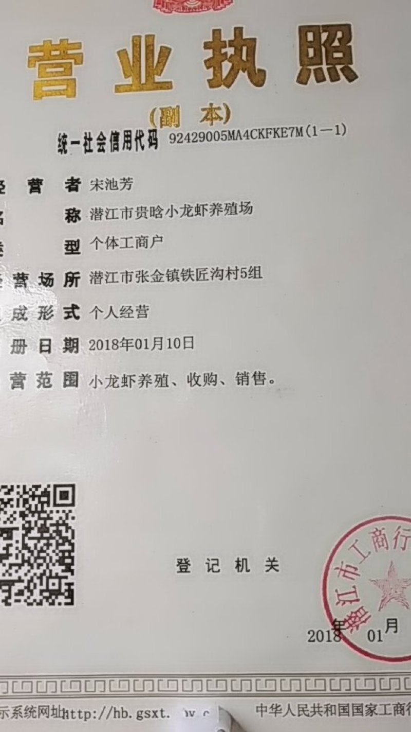 潜江养殖特大螺蛳，鲜活，豹头特大，欢迎新老客户选购