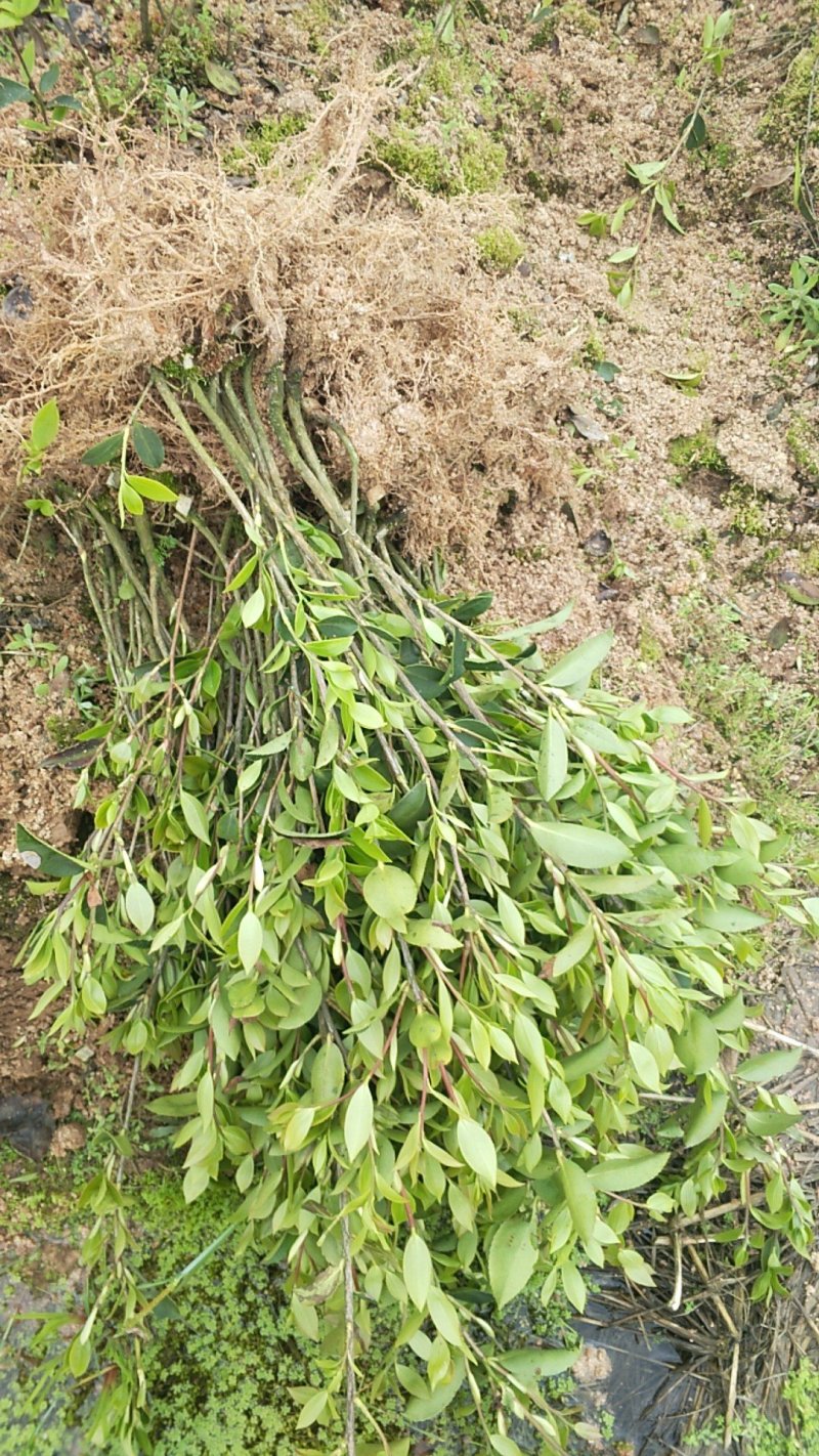 油茶苗
