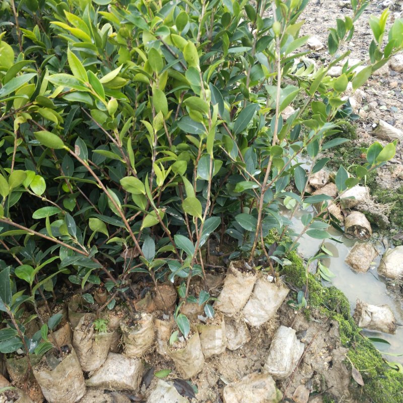 油茶苗