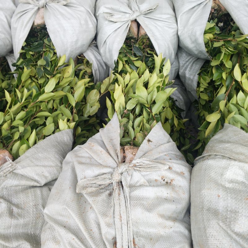 油茶苗