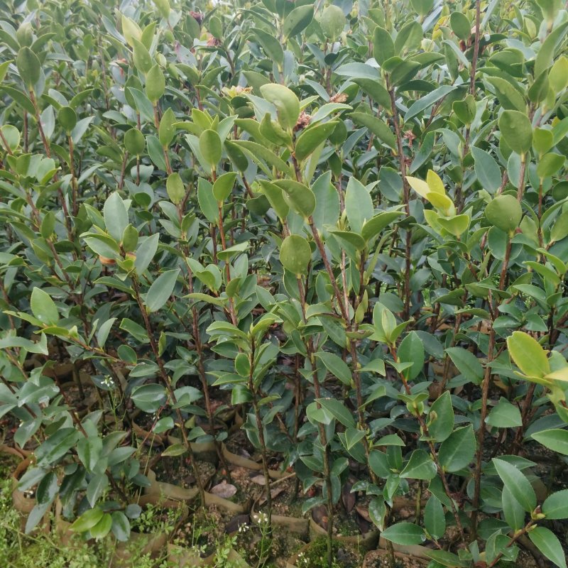 油茶苗