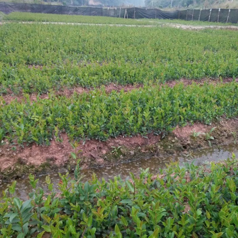 油茶苗