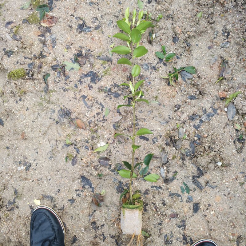 油茶苗
