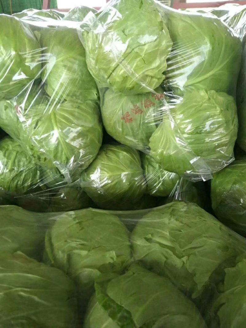 【精品】净菜甘蓝，可散装，袋装，也可根据客户需求提供包装