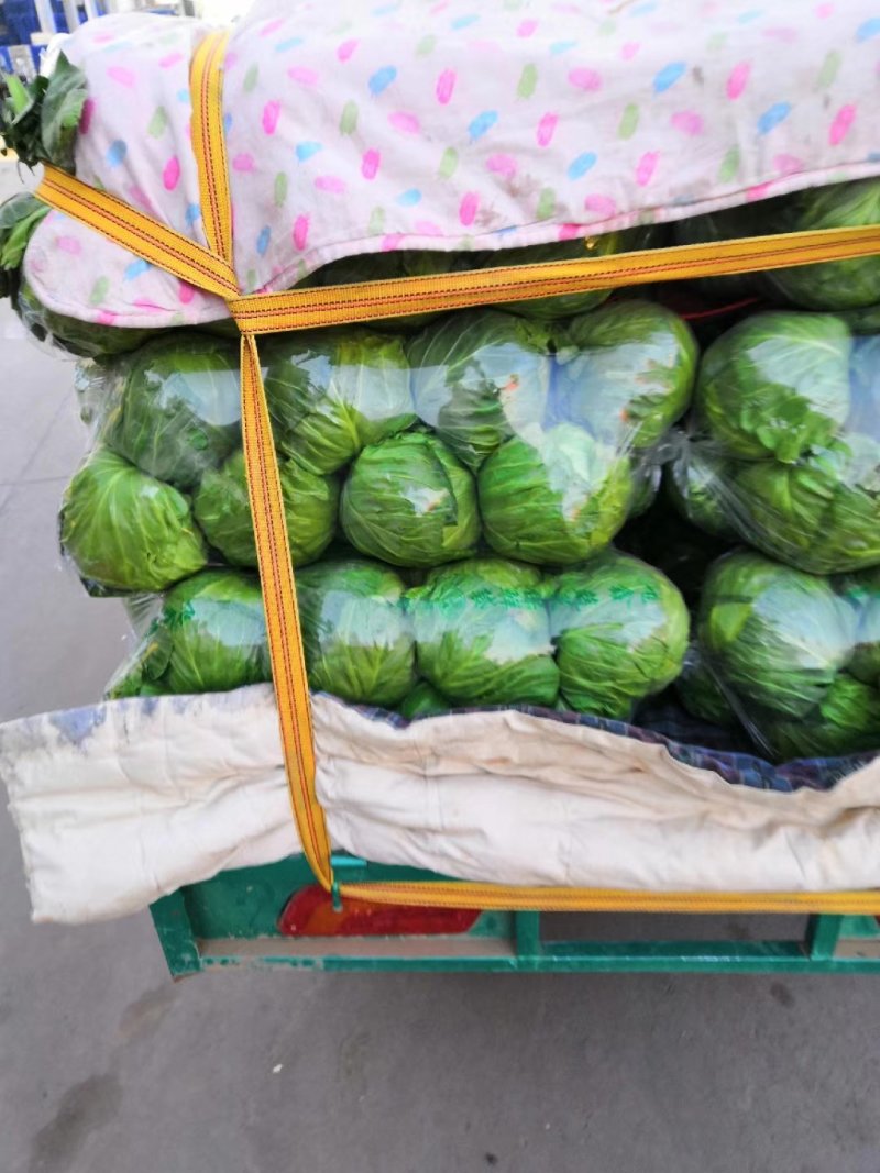 【精品】净菜甘蓝，可散装，袋装，也可根据客户需求提供包装