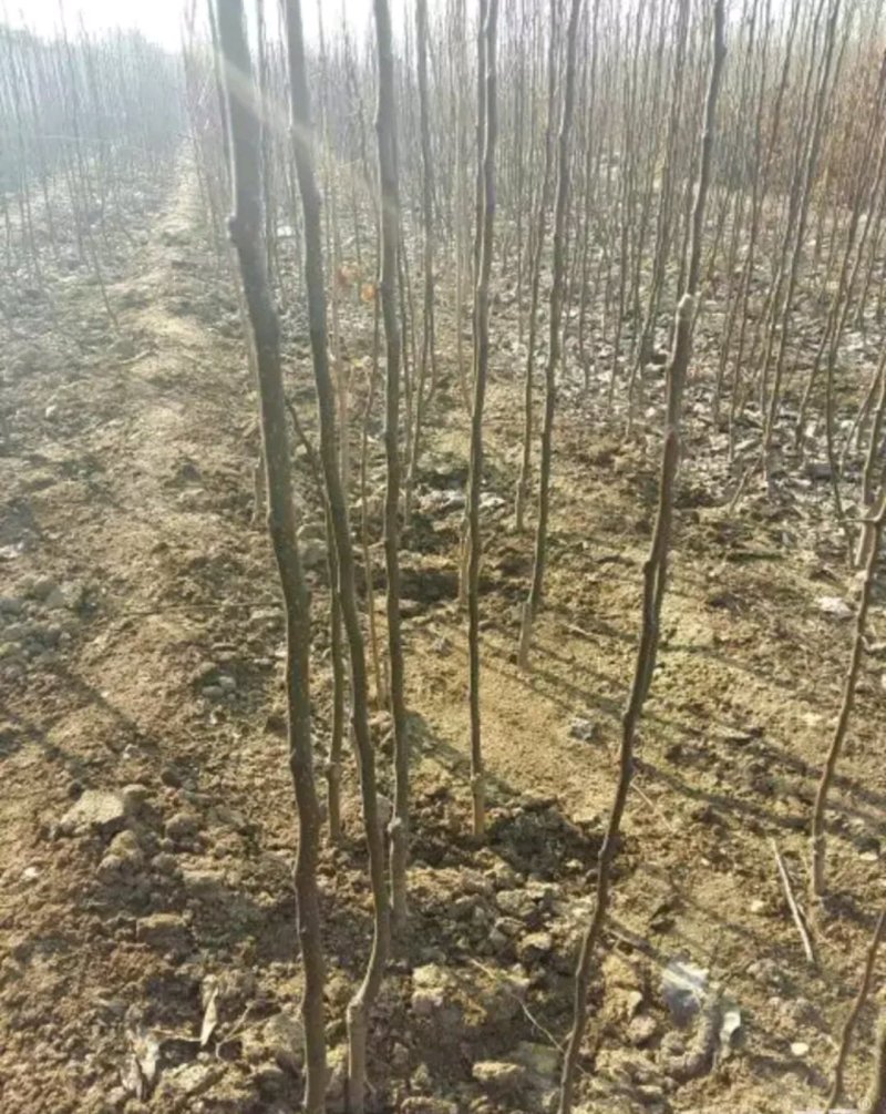 八月红酥梨苗大小规格齐全成活率高欢迎实地看苗