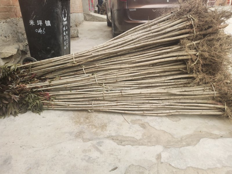 七叶树