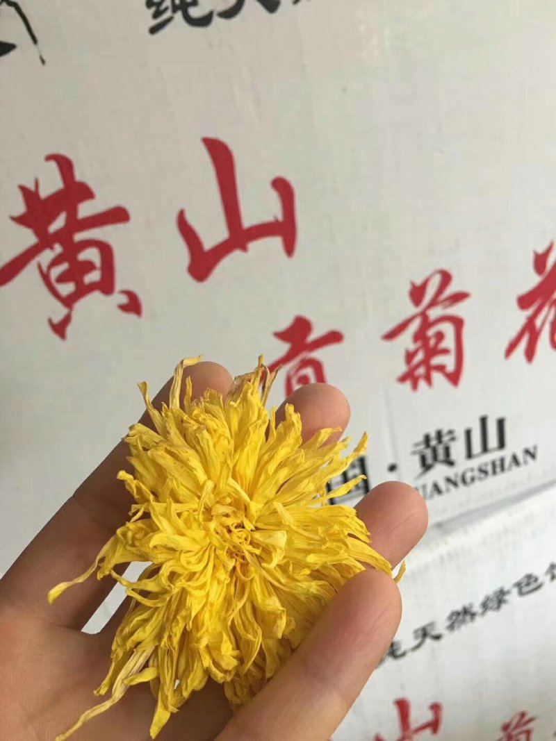 金丝黄菊
