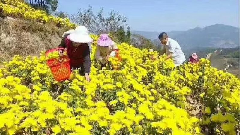 金丝黄菊