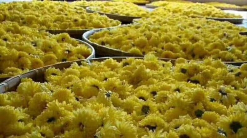 金丝黄菊