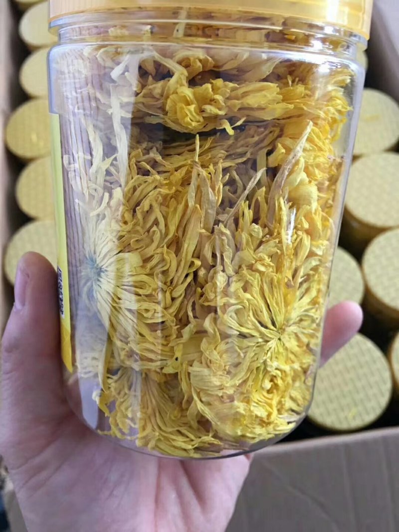 金丝黄菊