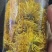 金丝黄菊
