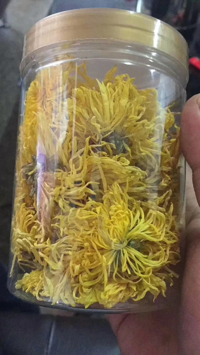 金丝黄菊
