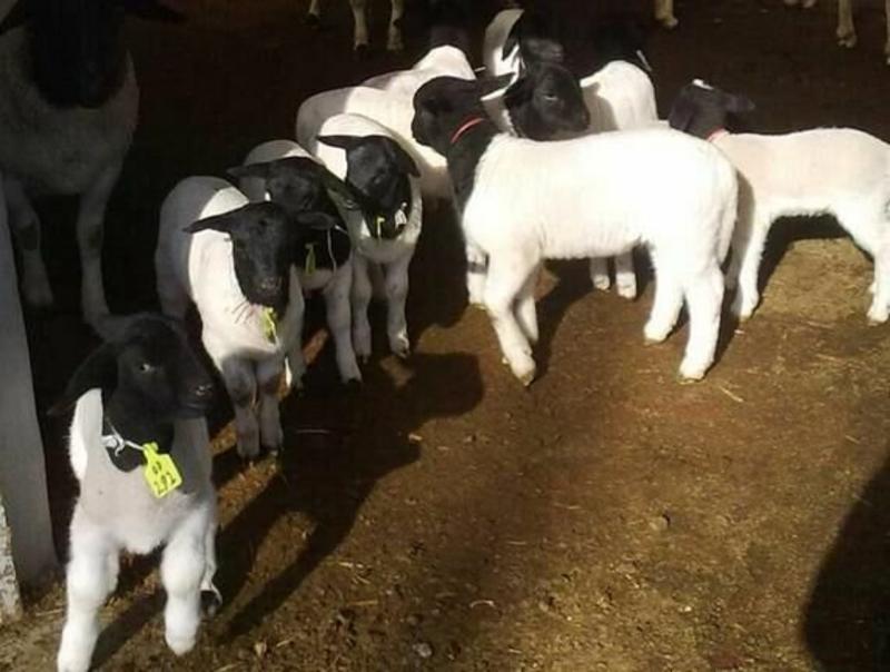 杜泊羊全国免费送货诚信养殖场家直销包成活