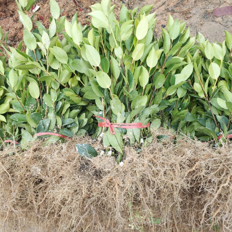 油茶苗