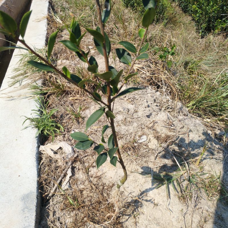 油茶苗