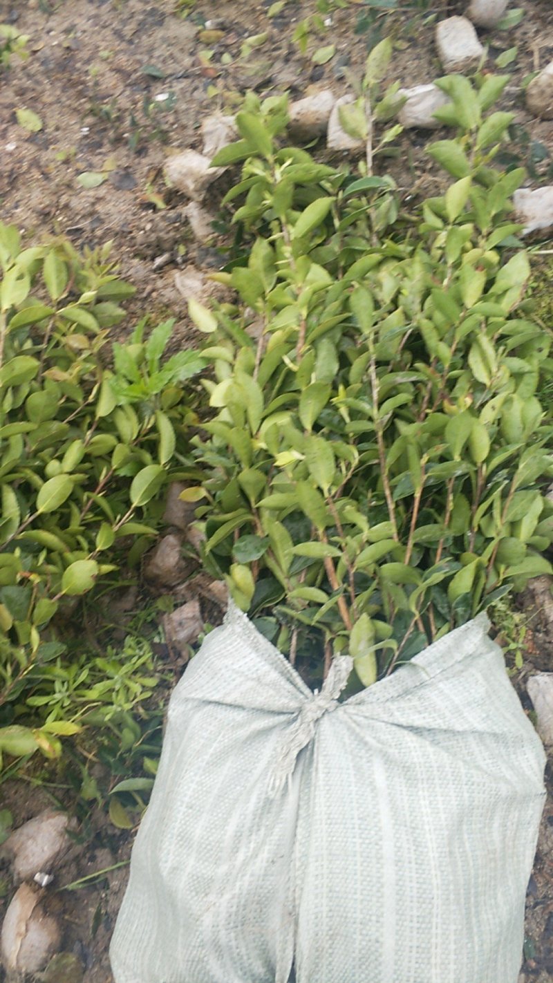 油茶苗