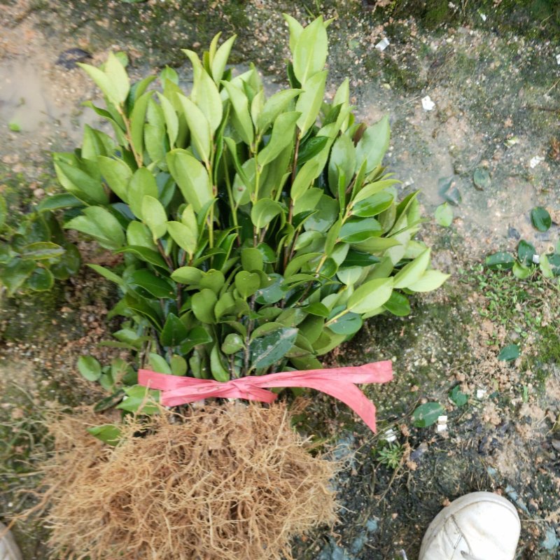 油茶苗