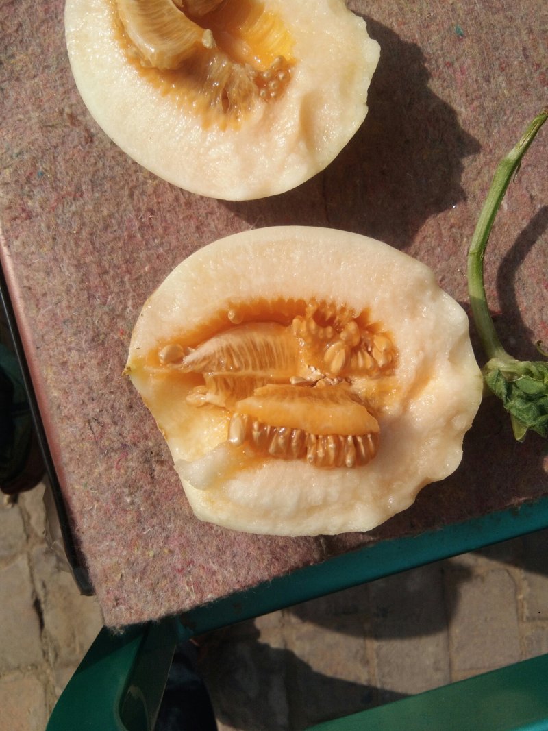 东方蜜，