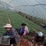 优质山豆根苗